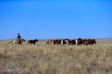 A traditional Mongolian horseman rides swiftly across the vast steppe, leading a herd of horses....