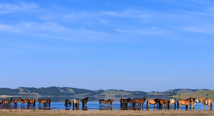 Naklejka premium A powerful herd of Mongolian horses gallops through a lake, splashing water under the golden sunlight. This dynamic scene captures the untamed beauty, freedom, and wild spirit of Mongolia’s nature.