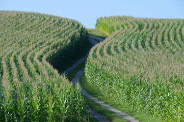 Mais,  Zea mays L., Kolbenbildung