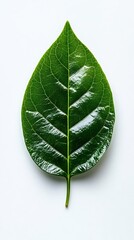 Single green leaf on white background