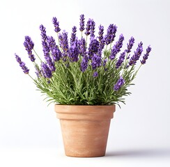 Fototapeta premium Beautifully arranged lavender flowers in a modern pot bringing color to any space