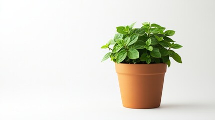 Obraz premium A small potted plant in a minimalist terracotta pot, isolated on a white background
