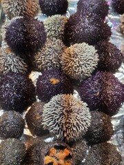 Obraz premium close up of coral reef