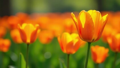 Bright orange tulpen in a field of green grass, orange tulps, colourful blooms