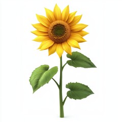 Obraz premium Sunflower plant isolated on white background