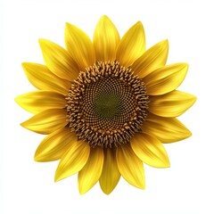 Sunflower with yellow petals isolated on white background