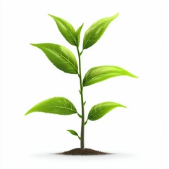 Tea plant isolated on white background