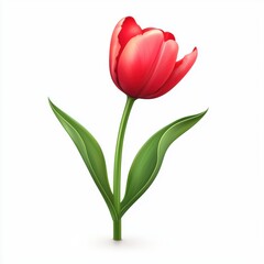 Obraz premium Tulip flower plant isolated on white background
