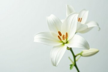 Naklejka premium Delicate white lily blooms on a pristine background, pure, isolated, white