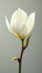 Obraz premium Delicate white petals unfolding on a brown stem, botanical, bloom