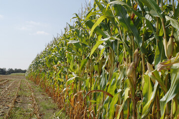 Mais,  Zea mays L., Silomais,  Erntereif