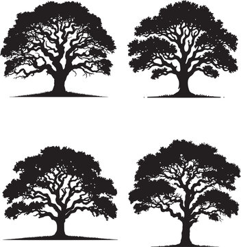 Texas Madrone Tree Silhouette Collection - Four Unique Variations