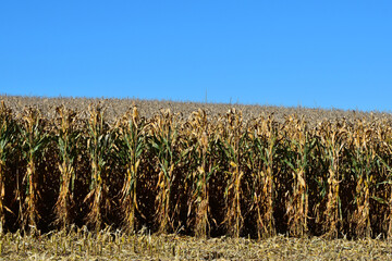 Obraz premium Mais, Zea mays L. Erntereif