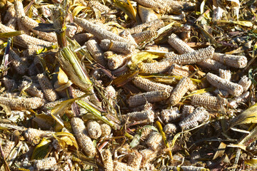 Mais,  Zea mays L., Mais abgeerntet