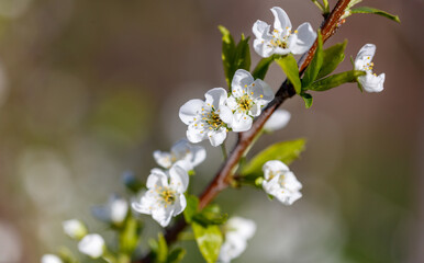 A branch with white flowers on it