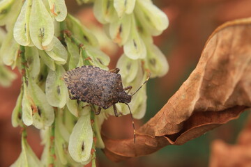 クサギカメムシ