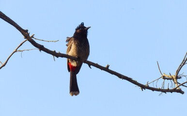 Red-vented Bulbul perched on a bare tree branch against a clear blue sky, showcasing its elegant plumage and distinctive crest.