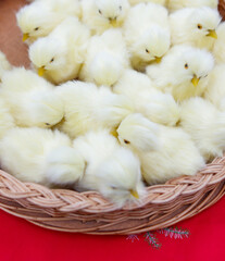A basket full of baby chicks in a basket