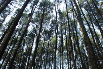 Parallel forest tree of pines, in Dlingo Village, Yogyakarta