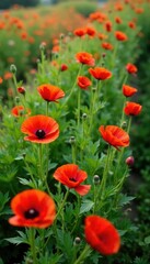 Fototapeta premium A bed of soft green wild poppy foliage covering the ground, garden, nature, blossoms
