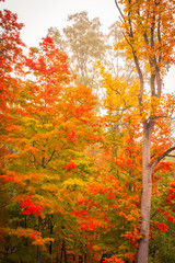 Beautiful Autumn in Taughannock Falls State Park
