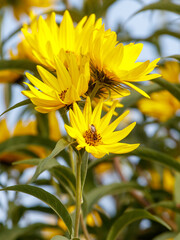 A yellow flower with a bee on it