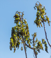 Leaves on walnut tree after frost against blue sky.
