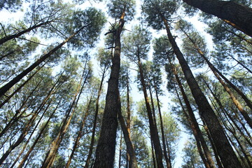 Trees Canopy at forest pine, in Dlingo Village, Yogyakarta