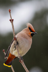 The Bohemian waxwing is a starling-sized passerine bird