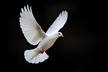 Fototapeta premium A beautifully captured dove in flight, embodying grace and elegance against a dark, minimalistic background.