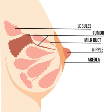 Medical vector diagram of breast with cross-section