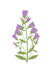 Minimalist Pressed Flower Art Violet Campanula wildflower hand drawn simple Line Dried Flower Illustration