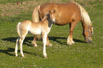 Obraz premium Haflinger, Pferde auf der Weide