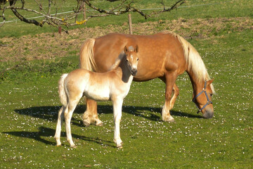 Obraz premium Haflinger, Pferde auf der Weide