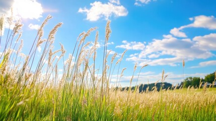 Lush Green Field Under Blue Sky with Fluffy Clouds in Daylight