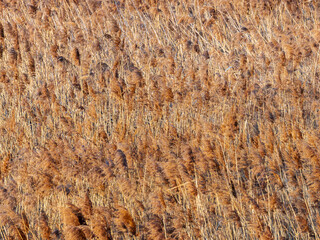 朝日が当たる冬の葦原03