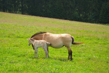 Przewalski-Pferd, Equus przewalskii,  Stute, Fohlen