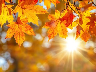 Fototapeta premium Autumn Leaves Sunburst Forest