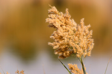 A feathery reed swaying gently in warm, golden light