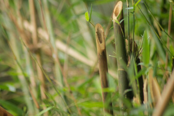 green bamboo tree in a garden. bamboo forest background	
