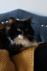 cat in a chair © Lizcai0