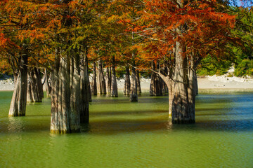 Bald cypress trees, Taxodium distichus or naked cypress trees with vibrant autumn foliage grow in turquoise waters of Cypress Lake in Sukko Valley. Close-up of thick trunks of deciduous.