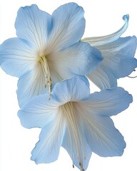 Captivating floral portrait of delicate blue rhododendron flowers against a pristine white background artistic botanical close up