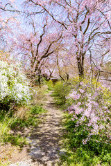 京都府　原谷苑の桜風景
