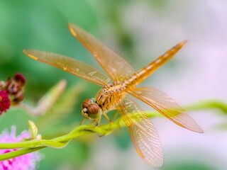 “Golden Dragonfly Perched on a Green Stem with Delicate Transparent Wings”