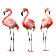 Obraz premium Elegant Pink Flamingos in Symmetrical Poses – Exotic Bird Photography