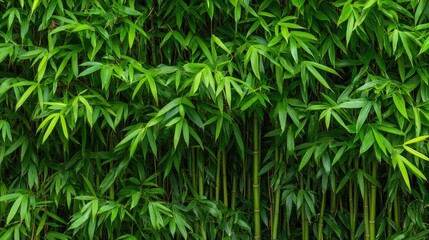 Obraz premium Lush Green Bamboo Forest Background with Vibrant Leaves and Stems