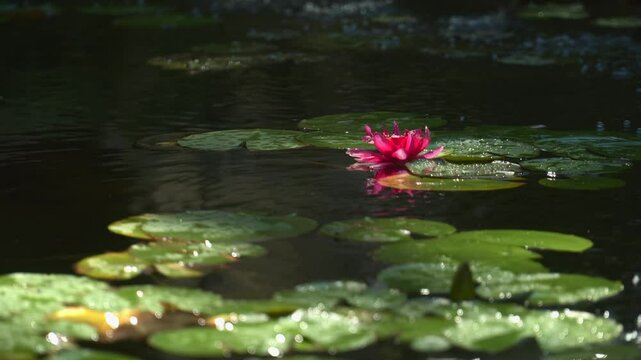 water lily flower in a pond with lot od leaves