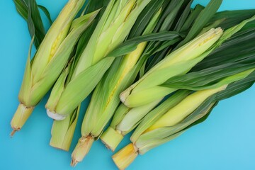 Fototapeta premium Fresh Corn Cobs Showcased On A Light Blue Background