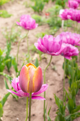 Beautiful blooming purple tulips in the background. One red-yellow tulip in front